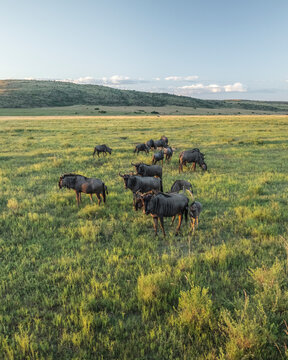 Aerial view of Wildebeest (Gnu) in the Welgevonden Nature reserve and South African Savanna (Biome) near Modimolle Munic town, Limpopo region, South Africa.