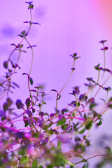 Ethereal Indoor Herbs with Purple and Pink Hues, Macro Perspective