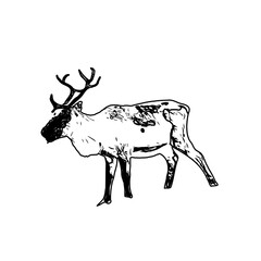 line sketch of antelope with transparent background