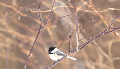 a bird on a branch