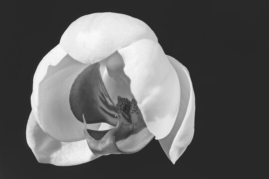 Minimal black and white image of a just bloomed orchid flower.