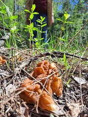 Лес, деревья, природа, день, лето 