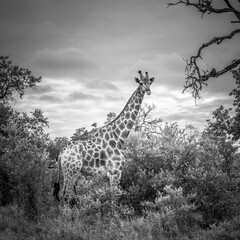 Black and white image of a giraffe. - 741682883