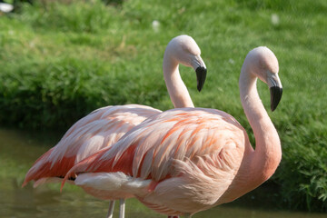 Pink flamingos in the sun.

