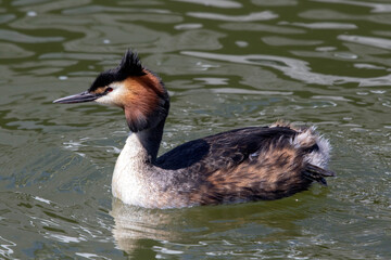 Grebe in the water

