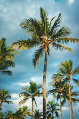 Palmtrees with a cloudy sky in the background. Bertioga, São Paulo, Brazil.