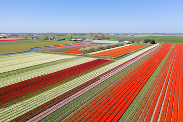 Drone photo of tulip fields in spring, in the Netherlands.

