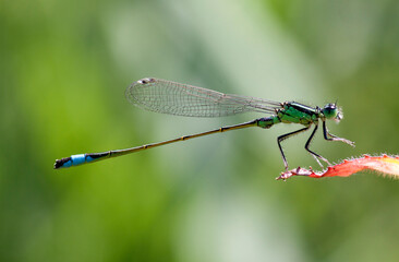 Macro photo of a blue dragonfly on a plant.