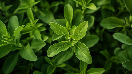 Professional Shot of an Isolated Stevia Plant in a Simple Dark Room.