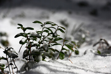 In the spring forest snow thaws around cowberry bushes.