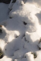 snow on the edge of the forest