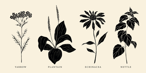 Set of flat vector yarrow, plantain, echinacea and nettle - obrazy, fototapety, plakaty