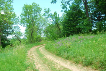 Summer landscape at surroundings of a small settlement