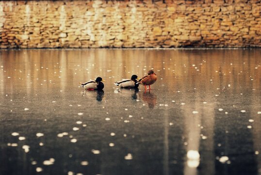 Ducks resting on a frozen pond