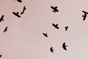A flock of crows against the sky,noice grain film effect
