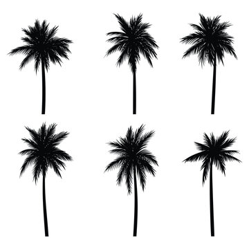 Palm tree coconut silhouette set collection