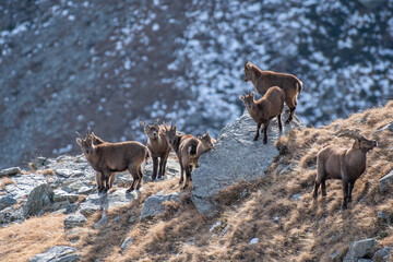 alpine capricorn, alpine ibex, alpine ibex family, alpine ibexes, alps, alps mountains, animals, beautiful, bouquetin, capra, capra ibex, cold, conservation, cubs, environment, europe, european, famil