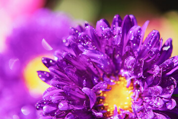 Close up of Winter flowers Aster with bokeh of water  drops on its petals in some garden in India.