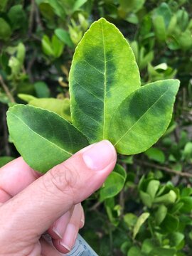 Typical leaf bloch symptoms of HLB, yellow dragon, huanglonging deadly citrus disease