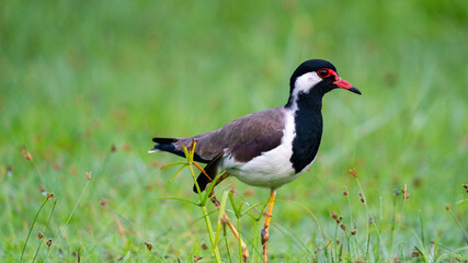 Close up view of Red Wattled Lapwing