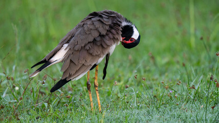Close up view of Red Wattled Lapwing