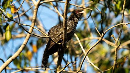 A female Asian Koel on a moringa tree