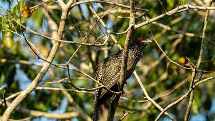 A female Asian Koel on a moringa tree