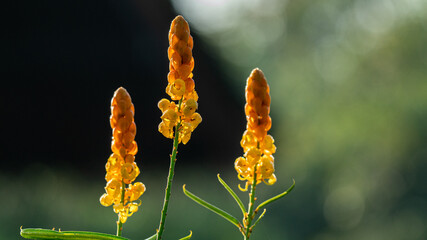 Close up Ringworm bush flower with blur background.( Senna alata)