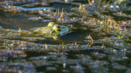 green frog swimming in pond