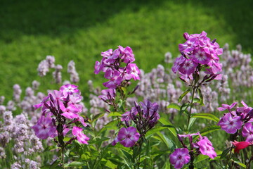Obraz premium Phlox paniculata - purple-pink flowers