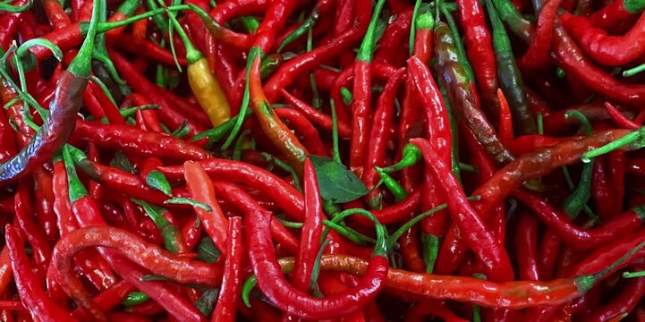 Fresh chili that has been picked and ready to be used for various spicy dishes