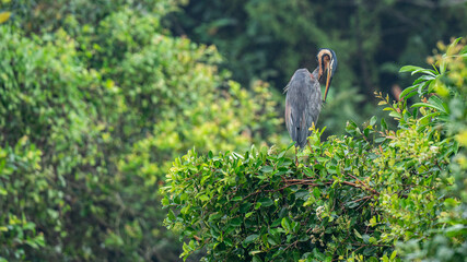 The purple heron, Red heron (Ardea purpurea) in natural habitat. In the lake at Sri Lanka, 