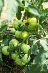 Growing tomatoes in high beds inside a greenhouse. Farming, drip irrigation.