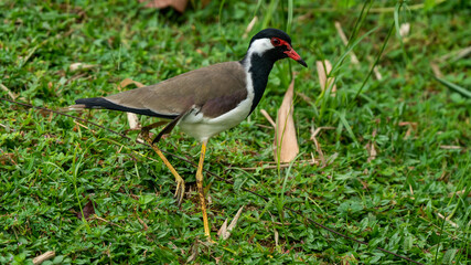 Close up view of Red Wattled Lapwing