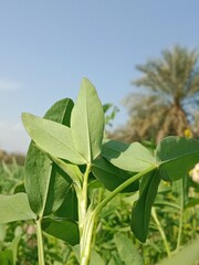 Green Leaves of trifolium alexandrinum or fresh green leaves of Egyptian clover, berseem clover in the garden