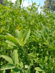 Green Leaves of trifolium alexandrinum or fresh green leaves of Egyptian clover, berseem clover in the garden