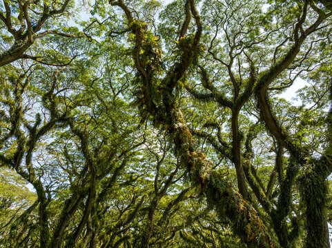 Low angle view of trees in De Djawatan Forest, East Java, Indonesia