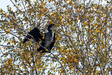 Kormoran bei der Trocknung seines Gefieders