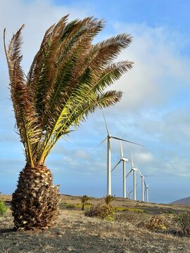 Palm tree in front of a row of wind turbines, Lanzarote, Canary Islands, Spain