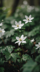 white flowers in the middle of nature natural landscape