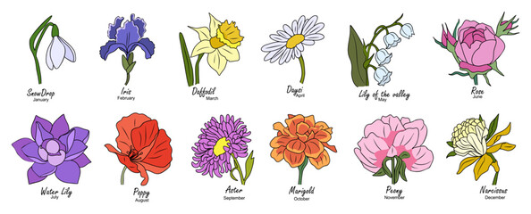 Botanical set of floral plants. Gorgeous snowdrop, daffodil, iris, aster, peony, poppy, marigold, rose, water lily flowers isolated. Colorful vector art illustration, birth month flower isolated. - obrazy, fototapety, plakaty