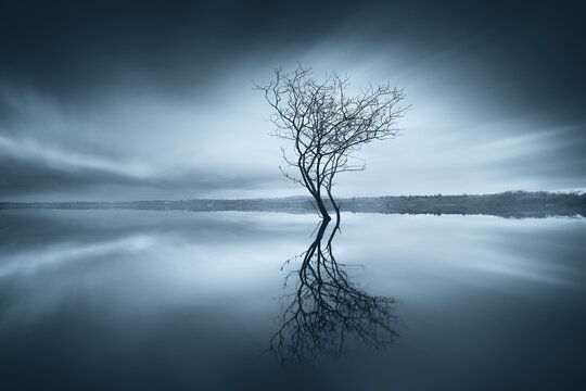 Silhouette and reflection of a lone tree in the middle of a lake, County Cavan, Ulster, Ireland
