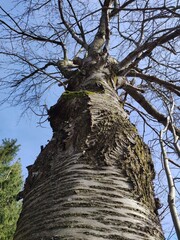 Sehr alter knorriger Baum ragt in den Himmel - 741704438