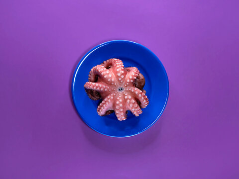 Overhead view of an octopus on a blue plate and purple background