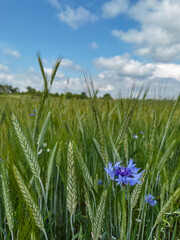 green wheat farm field