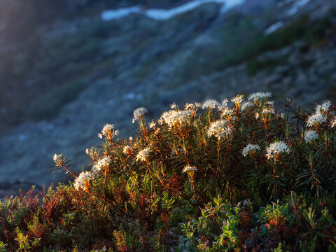 Bagulnik marsh close-up. Floral natural background.