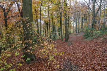 Obraz premium Carpet of fallen leaves in autumnal deciduous woodland, Dursley, Cotswolds, Gloucestershire, England, United Kingdom, Europe
