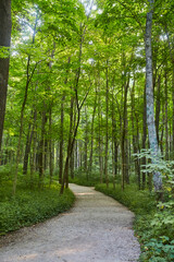 Serene Woodland Pathway, Lush Greenery, and Forest Atmosphere