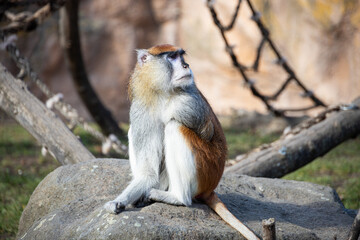 Patas monkey sitting on the stone