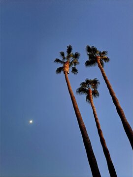 Low angle view of three palm trees against a night sky with a full moon, Malaga, Andalusia, Spain